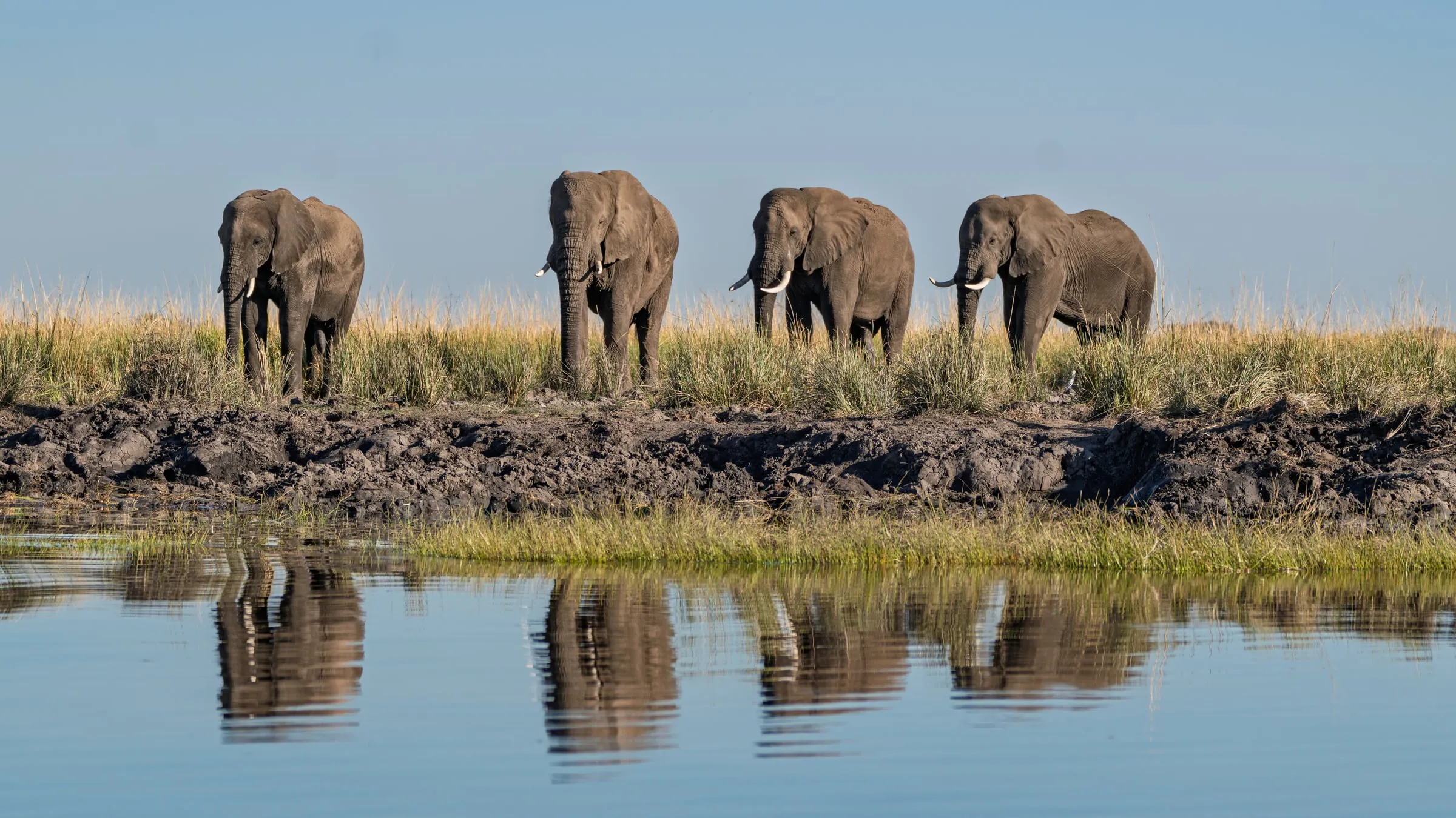 Four African elephants walking the bank of the Chobe River, reflected in the water.