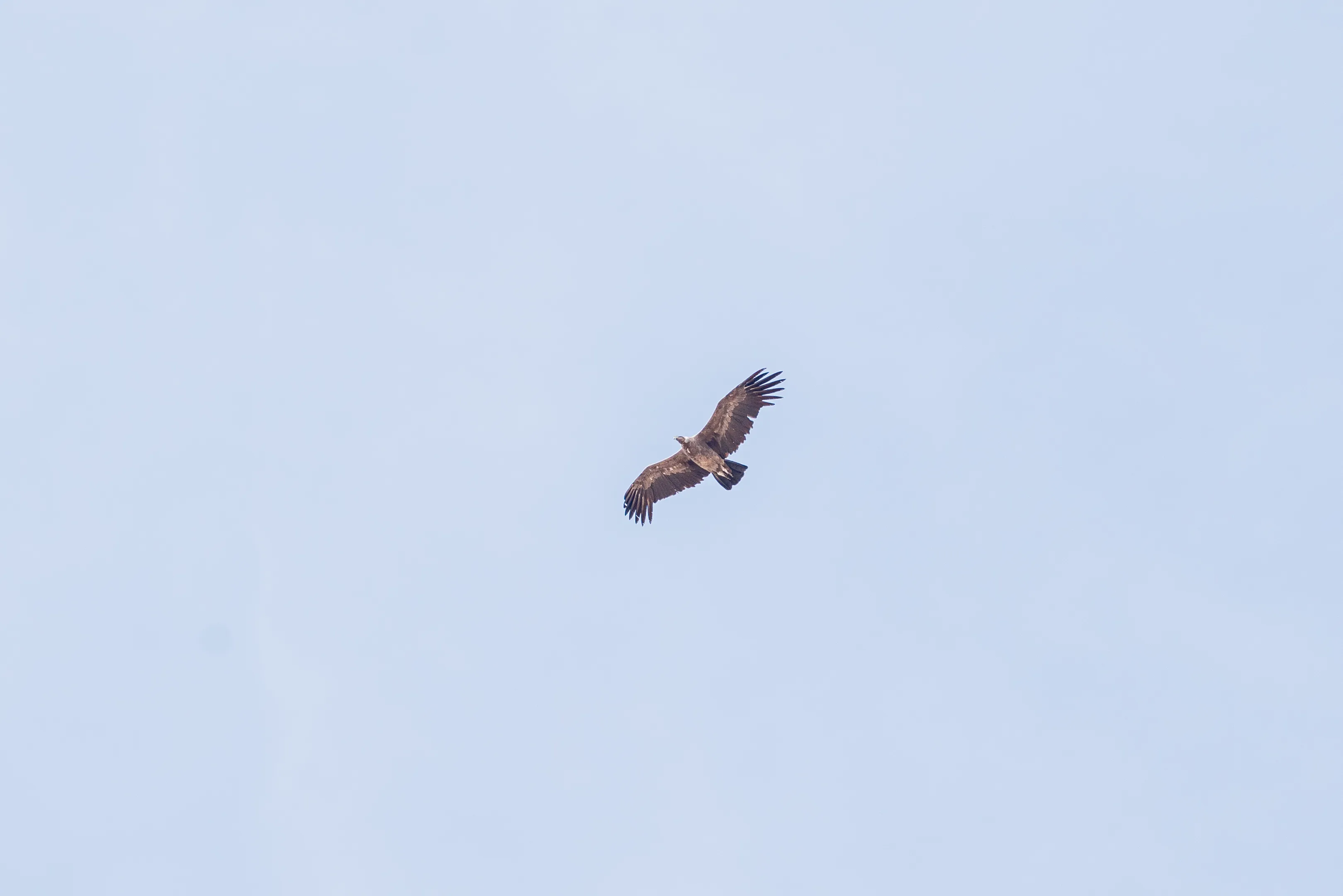 An immature Andean condor (Vultur gryphus) soaring high over the Las Vicuñas altiplano — broad, finger-tipped wings spread wide, uniformly brown plumage against a pale sky.