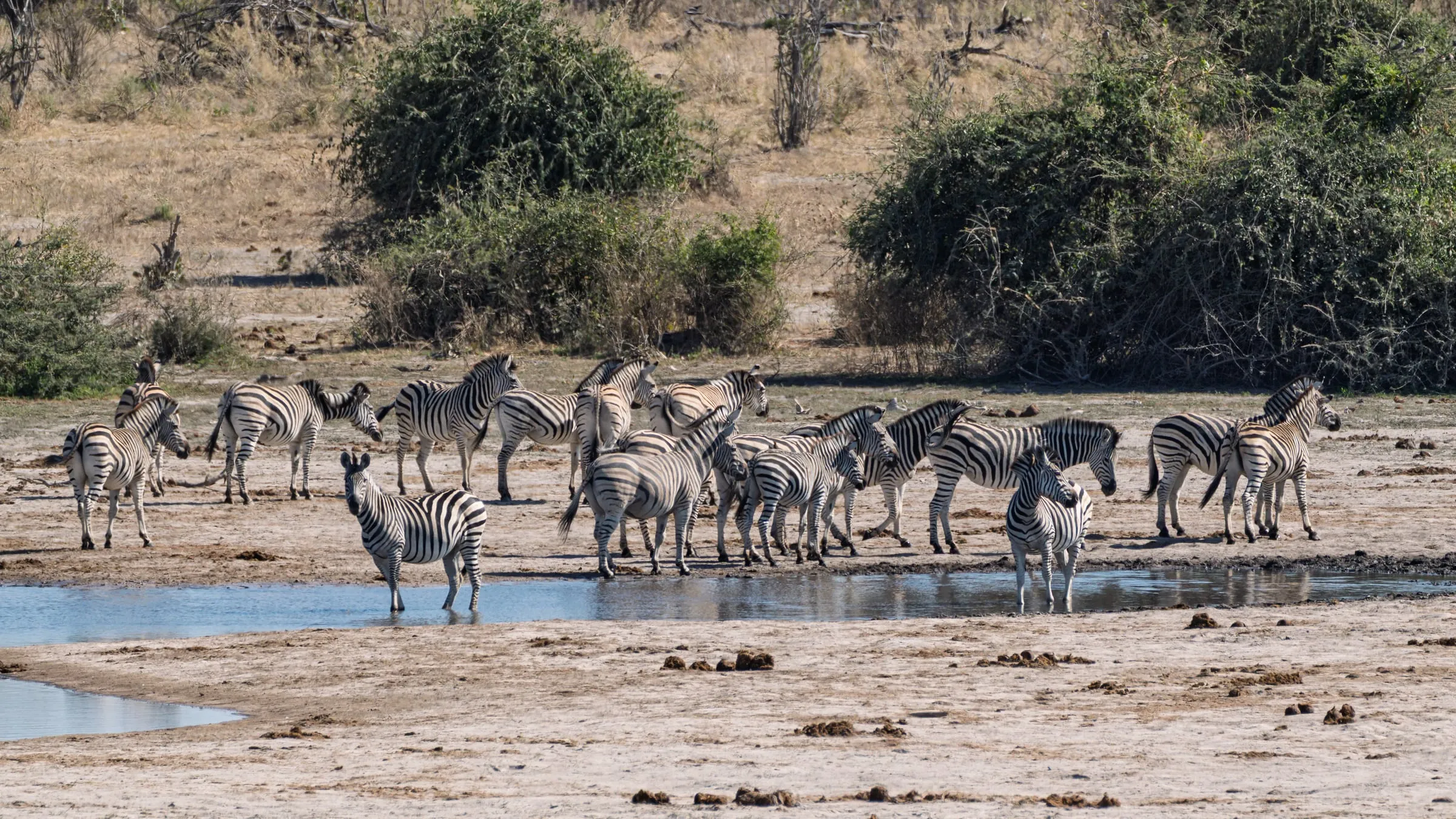 A herd of zebra at a waterhole in the Okavango Delta, savanna behind them.
