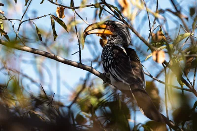 20250727_141915_safari_botswana.webp