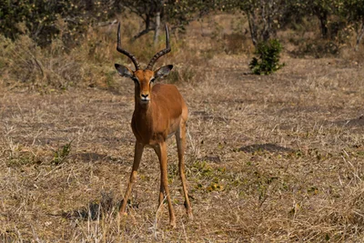 20250728_113004_safari_botswana.webp