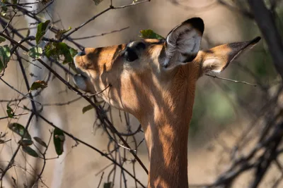 20250728_113208_safari_botswana.webp