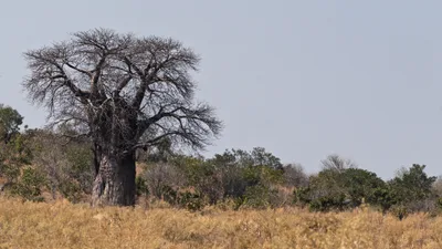 20250728_114127_safari_botswana.webp