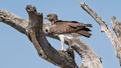 20250728_114342_safari_botswana.webp