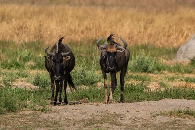20250728_140548_safari_botswana.webp