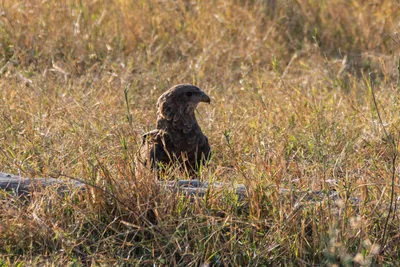 20250728_153429_safari_botswana.webp