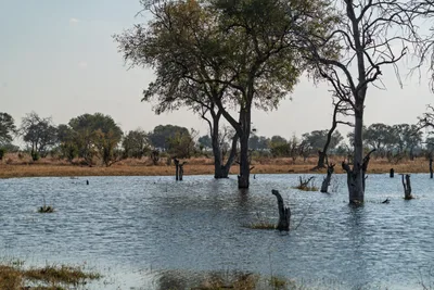 20250728_153438_safari_botswana.webp