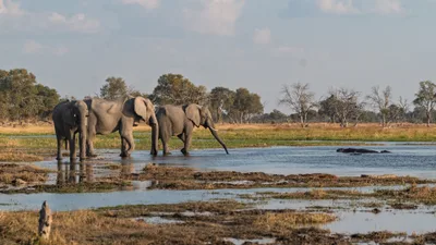 20250728_161116_safari_botswana.webp
