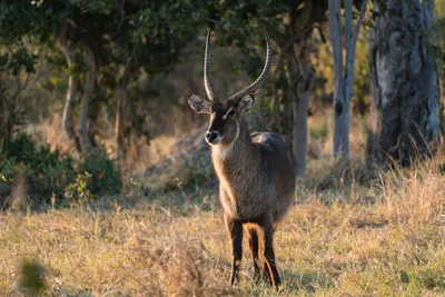20250728_162958_safari_botswana.webp