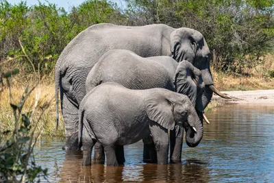 20250729_111750_safari_botswana.webp
