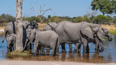20250729_111755_safari_botswana.webp