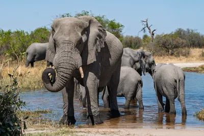 20250729_112618_safari_botswana.webp