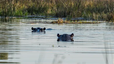 20250729_161051_safari_botswana.webp