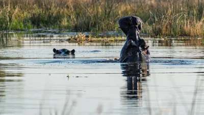 20250729_161148_safari_botswana.webp