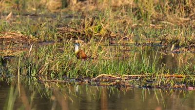 20250730_064435_safari_botswana.webp