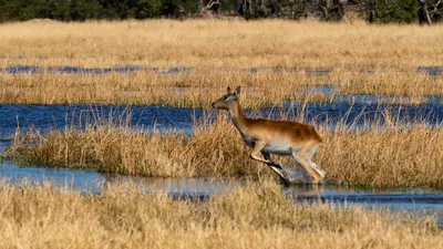 20250730_095418_safari_botswana.webp
