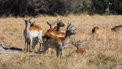20250730_095538_safari_botswana.webp