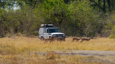 20250730_095840_safari_botswana.webp