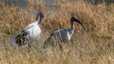 20250730_100055_safari_botswana.webp