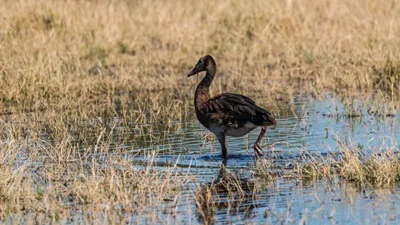 20250730_100151_safari_botswana.webp