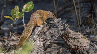 20250730_105726_safari_botswana.webp