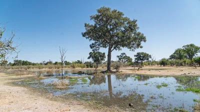 20250730_110443_safari_botswana.webp