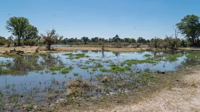 20250730_110448_safari_botswana.webp