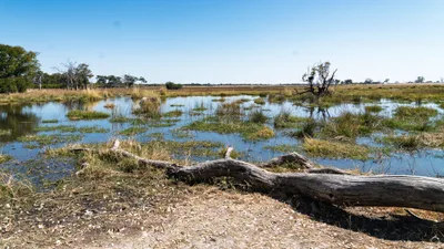 20250730_113601_safari_botswana.webp