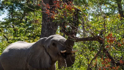 20250730_122322_safari_botswana.webp