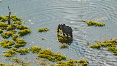 20250801_162738_safari_botswana.webp