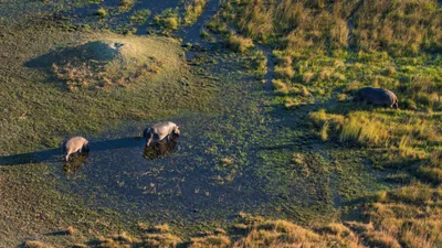 20250801_162936_safari_botswana.webp