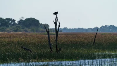 20250802_085123_safari_botswana.webp