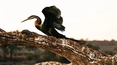 20250726_054152_safari_botswana.webp