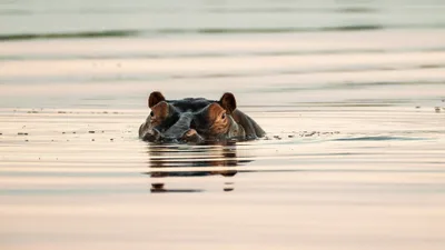 20250726_055004_safari_botswana.webp
