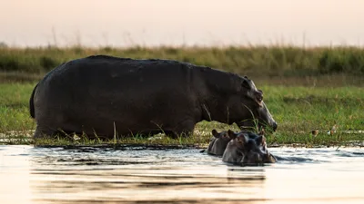 20250726_055251_safari_botswana.webp