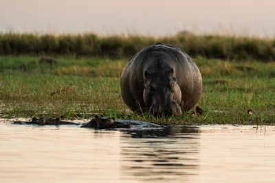 20250726_055442_safari_botswana.webp