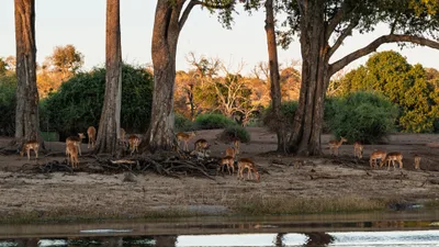20250726_060943_safari_botswana.webp