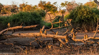 20250726_061022_safari_botswana.webp