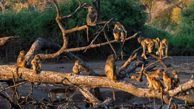 20250726_061028_safari_botswana.webp