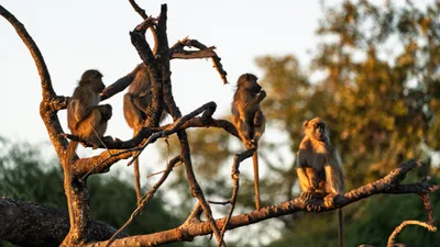 20250726_061048_safari_botswana.webp