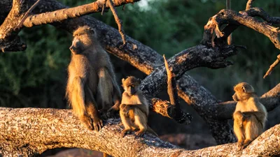 20250726_061055_safari_botswana.webp