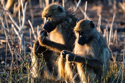 20250726_061128_safari_botswana.webp