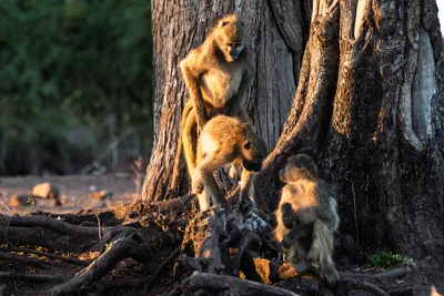 20250726_061257_safari_botswana.webp