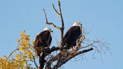 20250726_061338_safari_botswana.webp