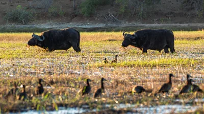 20250726_061705_safari_botswana.webp