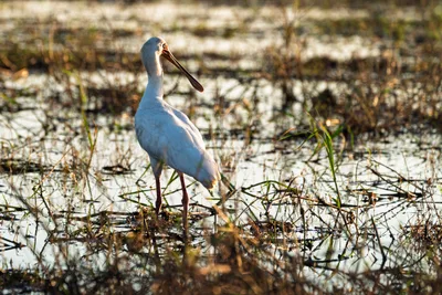 20250726_061721_safari_botswana.webp