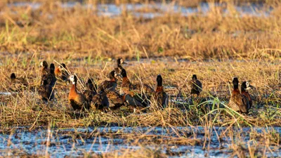 20250726_061853_safari_botswana.webp