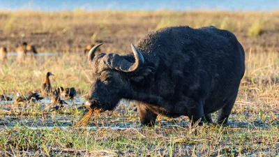 20250726_061924_safari_botswana.webp