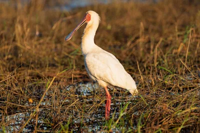 20250726_062111_safari_botswana.webp