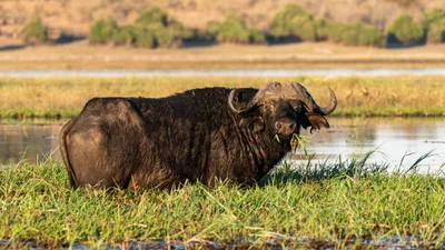 20250726_062348_safari_botswana.webp